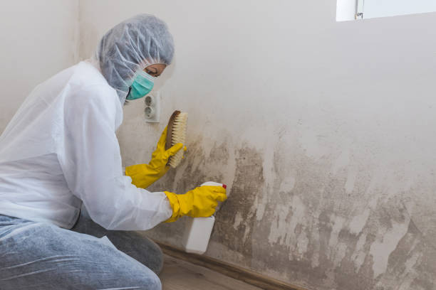 Best Bathroom Mold Remediation in Endwell, NY