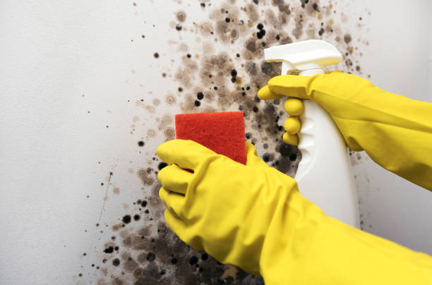 Best Attic Mold Remediation in Endwell, NY