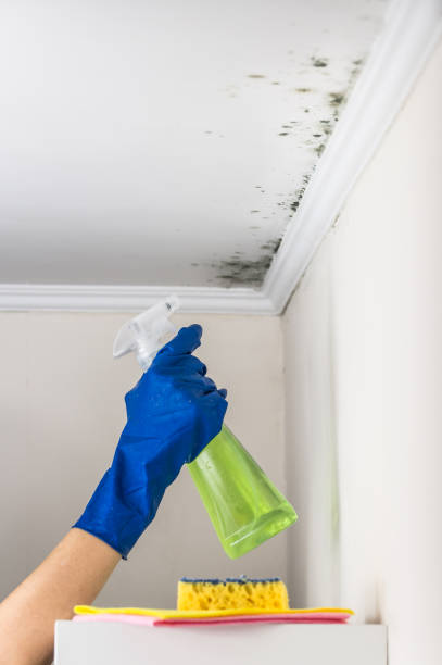 Best White Mold Remediation in Endwell, NY